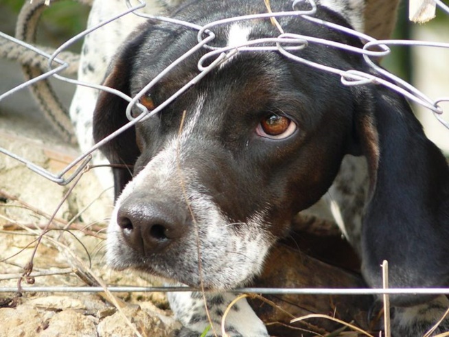 Cães sofrem em “fábricas de filhotes” para atender demandas de pet shops