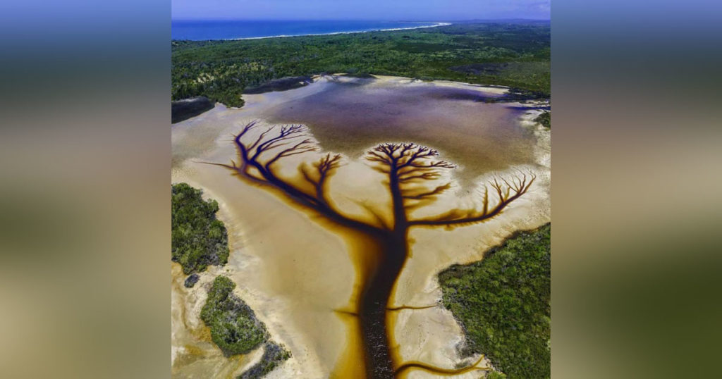 Drone registra uma incrível ‘Árvore da Vida’ em lago na Austrália